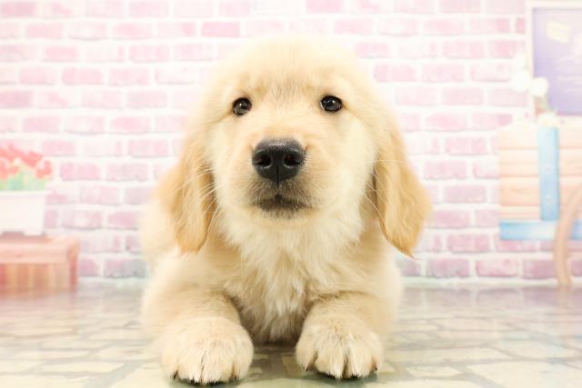 茨城県のゴールデンレトリバー (Coo&RIKU日立店/2025年9月24日生まれ/女の子/ゴールデン)の子犬