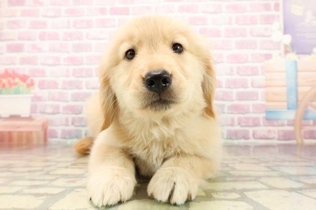 神奈川県のゴールデンレトリバー (Coo&RIKU横浜港南台店/2025年9月24日生まれ/女の子/ゴールデン)の子犬の1枚目の画像