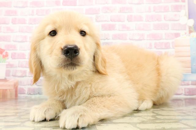 神奈川県のゴールデンレトリバー (Coo&RIKU横浜港南台店/2025年9月24日生まれ/女の子/ゴールデン)の子犬の2枚目の画像