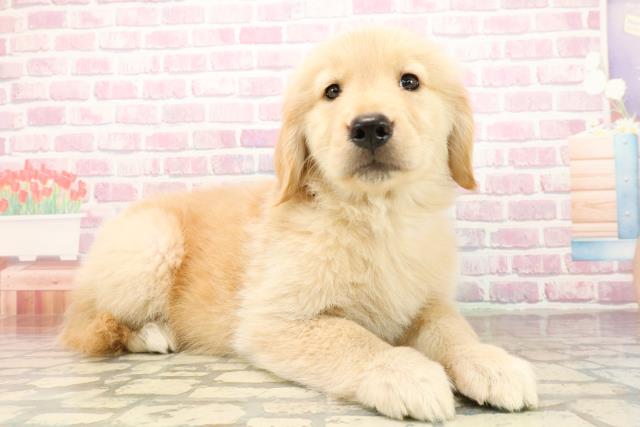 神奈川県のゴールデンレトリバー (Coo&RIKU横浜港南台店/2025年9月24日生まれ/女の子/ゴールデン)の子犬の3枚目の画像