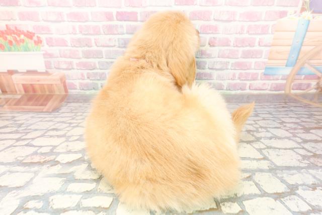 神奈川県のゴールデンレトリバー (Coo&RIKU横浜港南台店/2025年9月24日生まれ/女の子/ゴールデン)の子犬の4枚目の画像