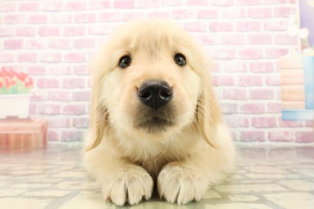 神奈川県のゴールデンレトリバー (Coo&RIKU平塚店/2025年9月24日生まれ/女の子/ゴールデン)の子犬の1枚目の画像
