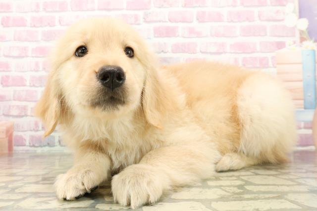 神奈川県のゴールデンレトリバー (Coo&RIKU平塚店/2025年9月24日生まれ/女の子/ゴールデン)の子犬の2枚目の画像