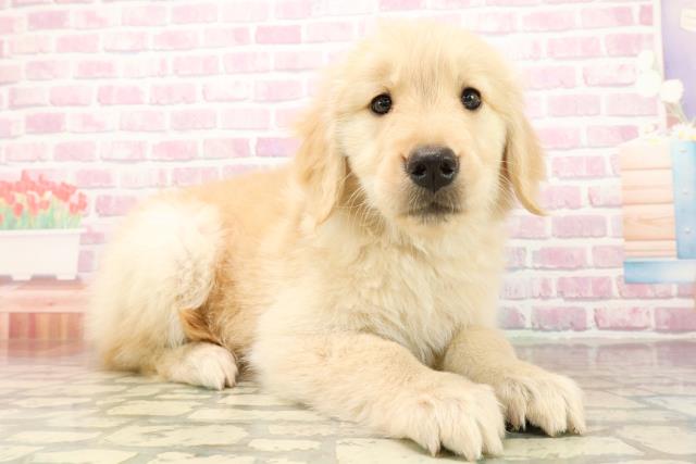 神奈川県のゴールデンレトリバー (Coo&RIKU平塚店/2025年9月24日生まれ/女の子/ゴールデン)の子犬の3枚目の画像