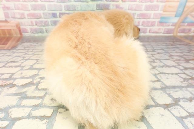 神奈川県のゴールデンレトリバー (Coo&RIKU平塚店/2025年9月24日生まれ/女の子/ゴールデン)の子犬の4枚目の画像