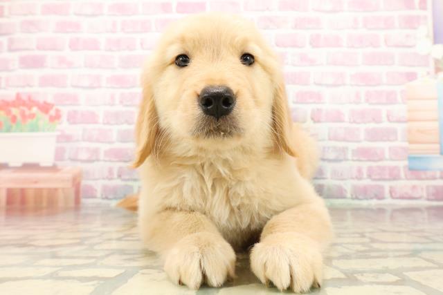 ゴールデン・レトリバー