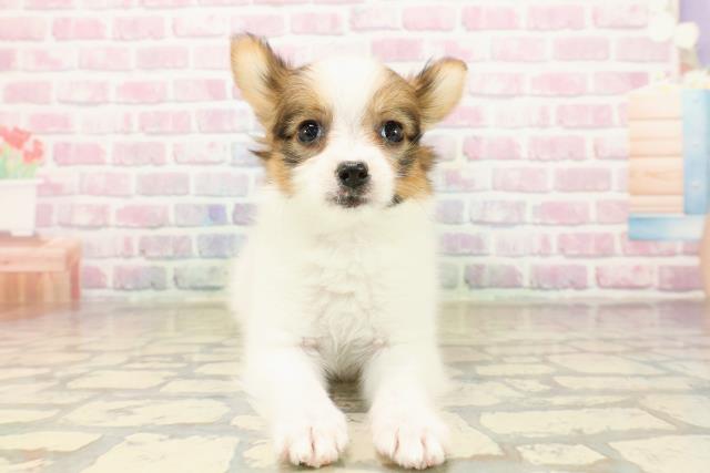 東京都のパピヨン (Coo&RIKU東久留米店/2025年9月24日生まれ/女の子/ホワイトブラウン)の子犬の1枚目の画像