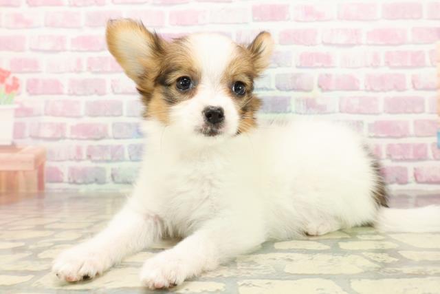 東京都のパピヨン (Coo&RIKU東久留米店/2025年9月24日生まれ/女の子/ホワイトブラウン)の子犬の2枚目の画像