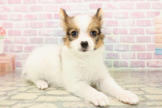 東京都のパピヨン (Coo&RIKU東久留米店/2025年9月24日生まれ/女の子/ホワイトブラウン)の子犬の3枚目の画像