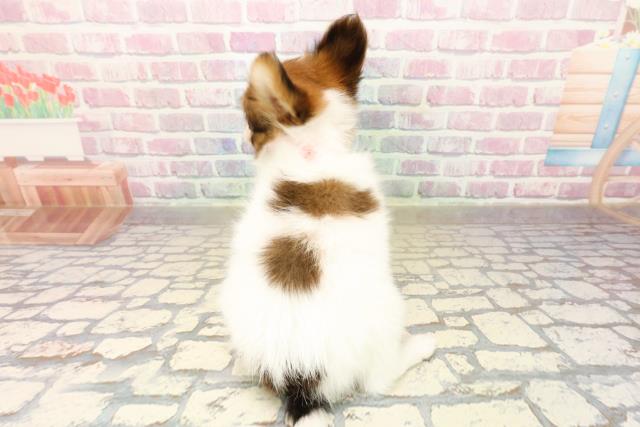 東京都のパピヨン (Coo&RIKU東久留米店/2025年9月24日生まれ/女の子/ホワイトブラウン)の子犬の4枚目の画像