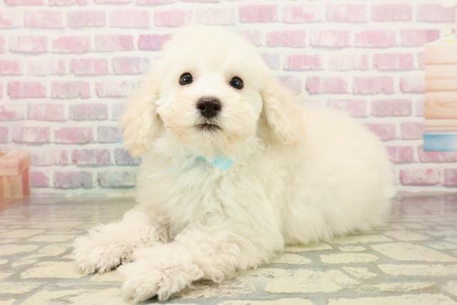 神奈川県のトイプードル(トイ) (Coo&RIKU日吉店/2025年9月25日生まれ/男の子/クリーム)の子犬の2枚目の画像