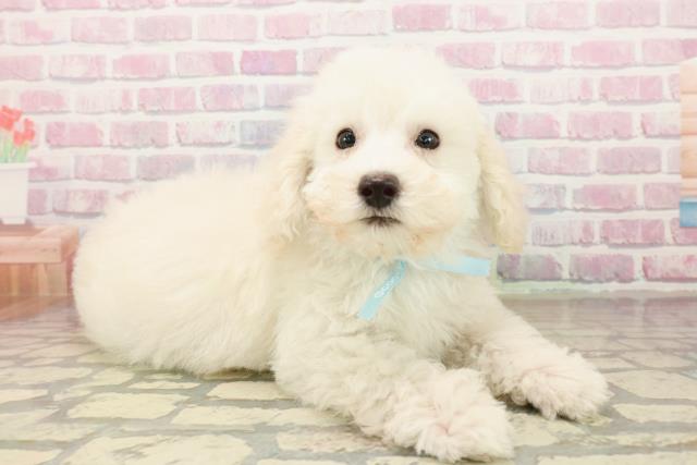 神奈川県のトイプードル(トイ) (Coo&RIKU日吉店/2025年9月25日生まれ/男の子/クリーム)の子犬の3枚目の画像