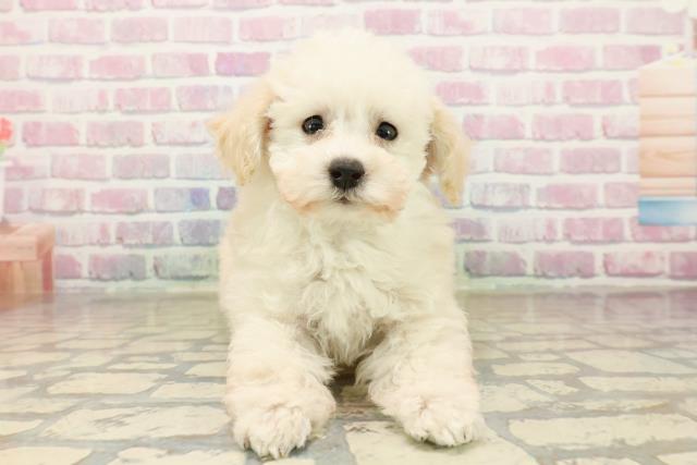 トイ・プードル