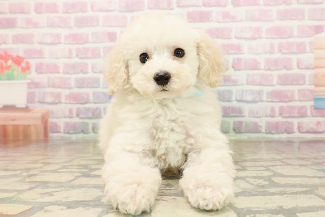 千葉県のトイプードル(トイ) (Coo&RIKUアクロスモール新鎌ケ谷店/2025年9月25日生まれ/男の子/クリーム)の子犬の1枚目の画像