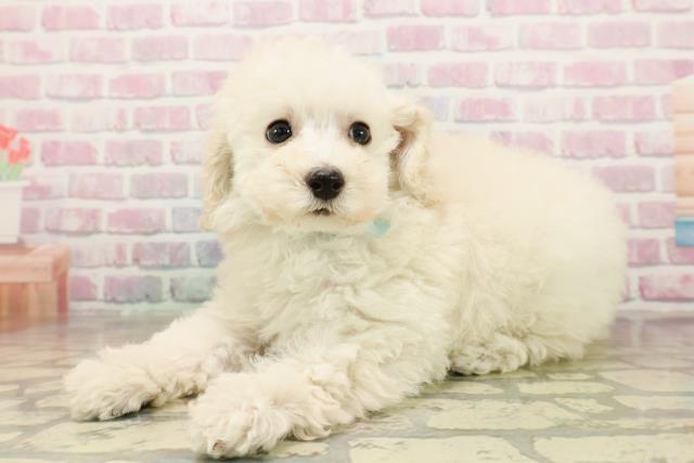 千葉県のトイプードル(トイ) (Coo&RIKUアクロスモール新鎌ケ谷店/2025年9月25日生まれ/男の子/クリーム)の子犬の2枚目の画像