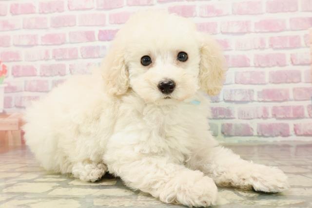 千葉県のトイプードル(トイ) (Coo&RIKUアクロスモール新鎌ケ谷店/2025年9月25日生まれ/男の子/クリーム)の子犬の3枚目の画像