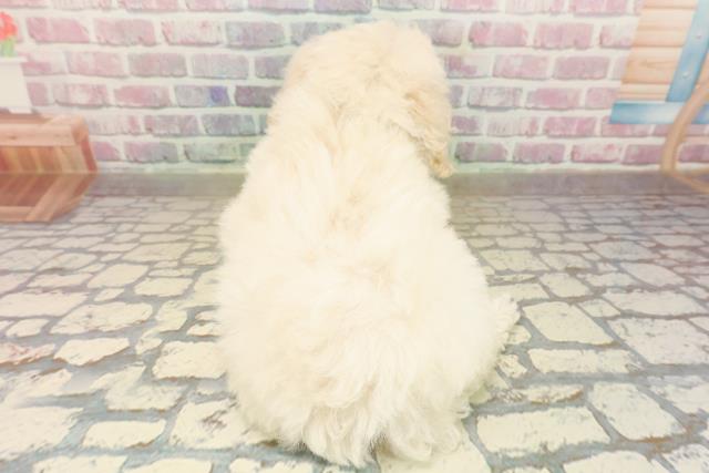 千葉県のトイプードル(トイ) (Coo&RIKUアクロスモール新鎌ケ谷店/2025年9月25日生まれ/男の子/クリーム)の子犬の4枚目の画像