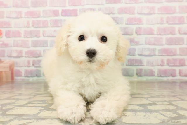 東京都のトイプードル(トイ) (Coo&RIKU足立本店/2025年9月25日生まれ/女の子/クリーム)の子犬の1枚目の画像