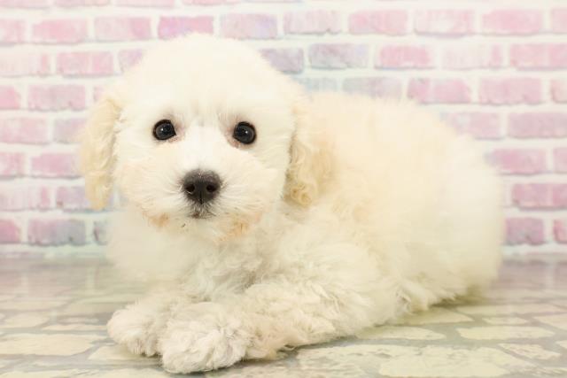 東京都のトイプードル(トイ) (Coo&RIKU足立本店/2025年9月25日生まれ/女の子/クリーム)の子犬の2枚目の画像