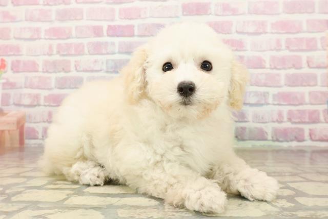 東京都のトイプードル(トイ) (Coo&RIKU足立本店/2025年9月25日生まれ/女の子/クリーム)の子犬の3枚目の画像