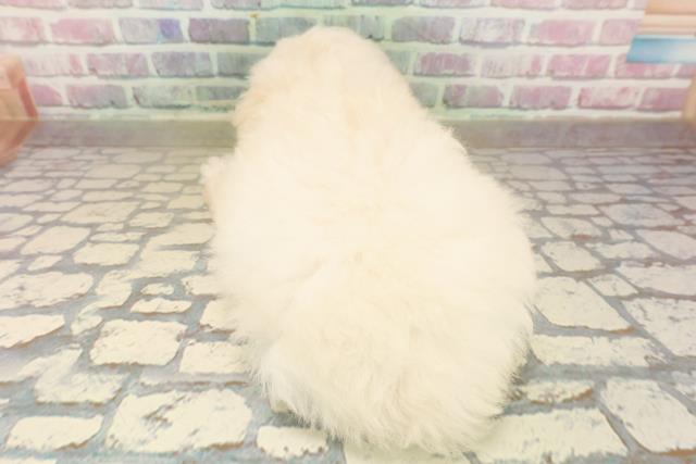 東京都のトイプードル(トイ) (Coo&RIKU足立本店/2025年9月25日生まれ/女の子/クリーム)の子犬の4枚目の画像