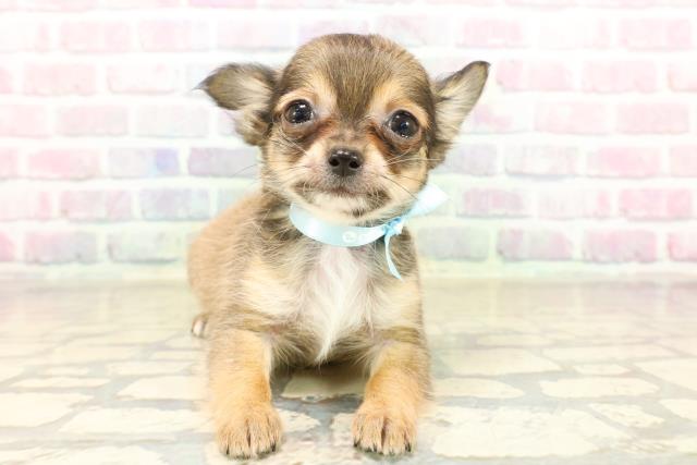 埼玉県のチワワ(ロング) (Coo&RIKU所沢店/2025年9月26日生まれ/男の子/レッドホワイト)の子犬の1枚目の画像