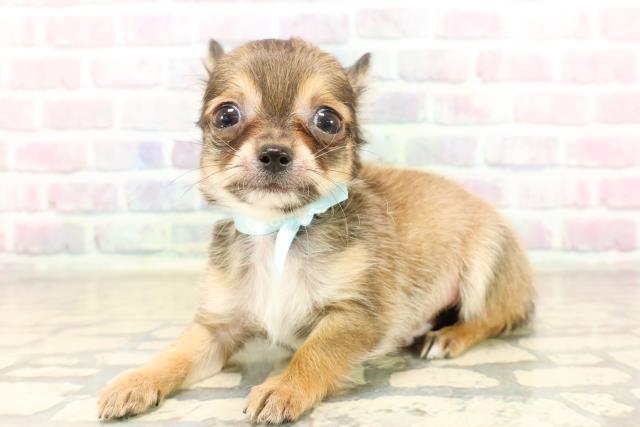 埼玉県のチワワ(ロング) (Coo&RIKU所沢店/2025年9月26日生まれ/男の子/レッドホワイト)の子犬の2枚目の画像