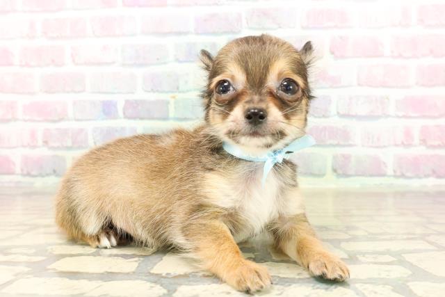 埼玉県のチワワ(ロング) (Coo&RIKU所沢店/2025年9月26日生まれ/男の子/レッドホワイト)の子犬の3枚目の画像