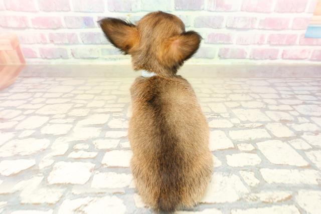 埼玉県のチワワ(ロング) (Coo&RIKU所沢店/2025年9月26日生まれ/男の子/レッドホワイト)の子犬の4枚目の画像