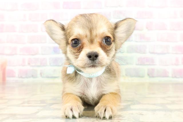 東京都のチワワ(ロング) (Coo&RIKU江戸川店/2025年9月26日生まれ/男の子/レッドホワイト)の子犬の1枚目の画像