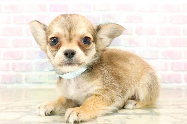 東京都のチワワ(ロング) (Coo&RIKU江戸川店/2025年9月26日生まれ/男の子/レッドホワイト)の子犬の2枚目の画像