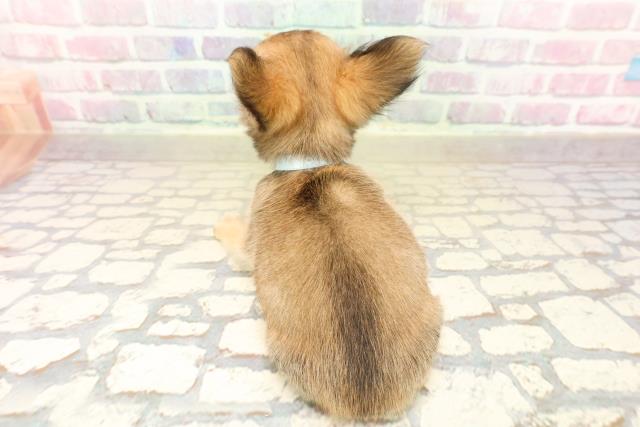 東京都のチワワ(ロング) (Coo&RIKU江戸川店/2025年9月26日生まれ/男の子/レッドホワイト)の子犬の4枚目の画像