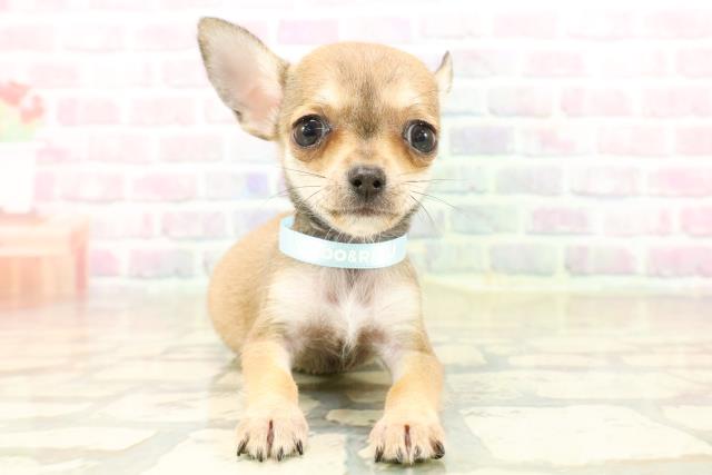 東京都のチワワ(スムース) (Coo&RIKU武蔵小山店/2025年9月26日生まれ/男の子/レッド)の子犬の1枚目の画像