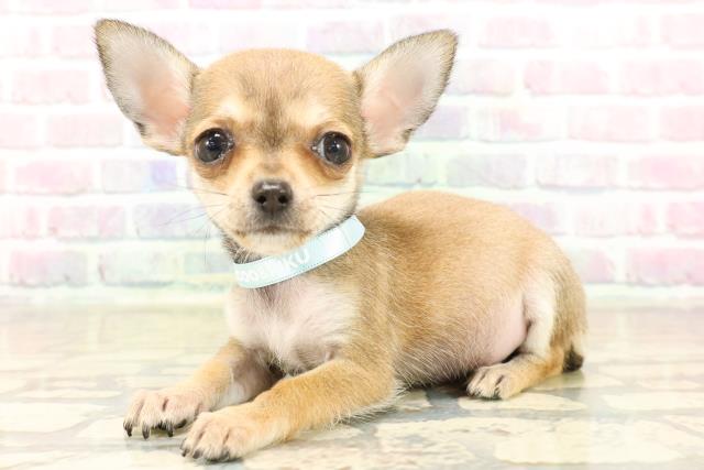 東京都のチワワ(スムース) (Coo&RIKU武蔵小山店/2025年9月26日生まれ/男の子/レッド)の子犬の2枚目の画像