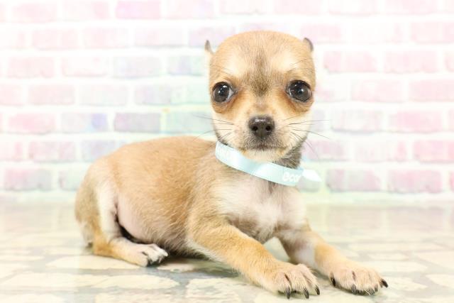 東京都のチワワ(スムース) (Coo&RIKU武蔵小山店/2025年9月26日生まれ/男の子/レッド)の子犬の3枚目の画像