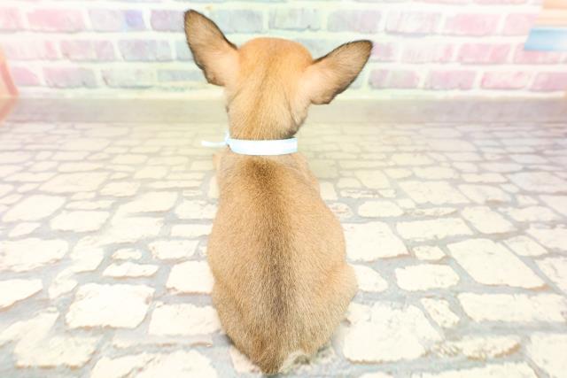 東京都のチワワ(スムース) (Coo&RIKU武蔵小山店/2025年9月26日生まれ/男の子/レッド)の子犬の4枚目の画像