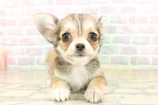 東京都のチワワ(ロング) (Coo&RIKU足立本店/2025年9月26日生まれ/女の子/レッドホワイト)の子犬の1枚目の画像