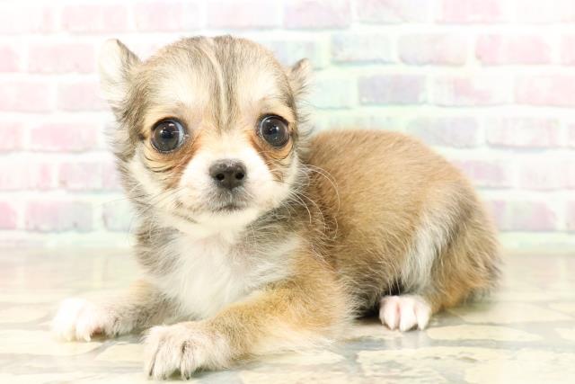 東京都のチワワ(ロング) (Coo&RIKU足立本店/2025年9月26日生まれ/女の子/レッドホワイト)の子犬の2枚目の画像