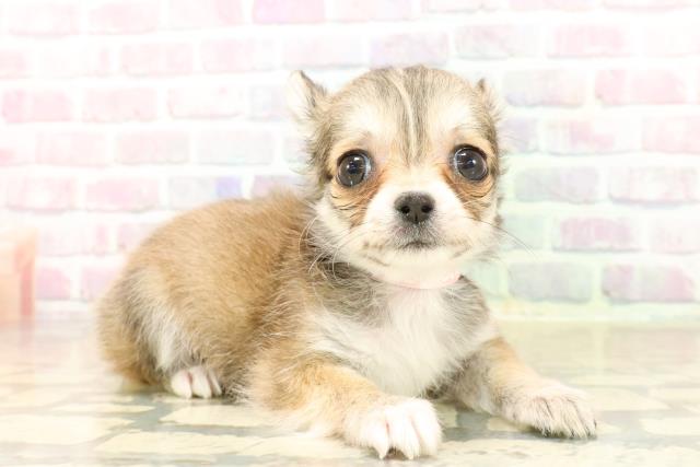 東京都のチワワ(ロング) (Coo&RIKU足立本店/2025年9月26日生まれ/女の子/レッドホワイト)の子犬の3枚目の画像