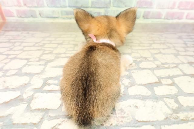 東京都のチワワ(ロング) (Coo&RIKU足立本店/2025年9月26日生まれ/女の子/レッドホワイト)の子犬の4枚目の画像