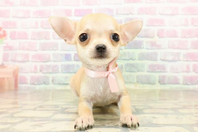 チワワ（スムースコート）