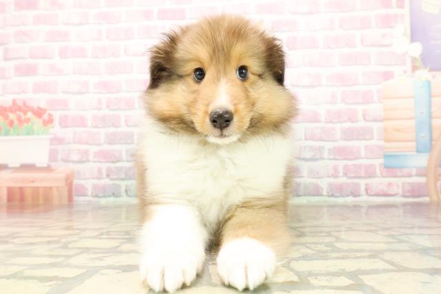 シェットランドシープドッグ