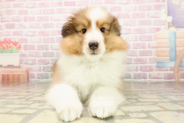 シェットランドシープドッグ