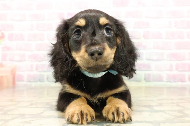 神奈川県のカニンヘンダックスフンド(ロング) (Coo&RIKU相模原店/2025年9月29日生まれ/男の子/ブラックタン)の子犬の1枚目の画像