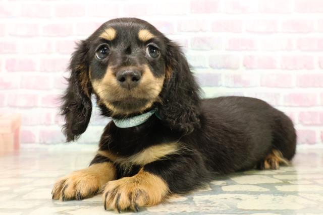 神奈川県のカニンヘンダックスフンド(ロング) (Coo&RIKU相模原店/2025年9月29日生まれ/男の子/ブラックタン)の子犬の2枚目の画像