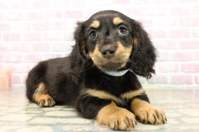 神奈川県のカニンヘンダックスフンド(ロング) (Coo&RIKU相模原店/2025年9月29日生まれ/男の子/ブラックタン)の子犬の3枚目の画像