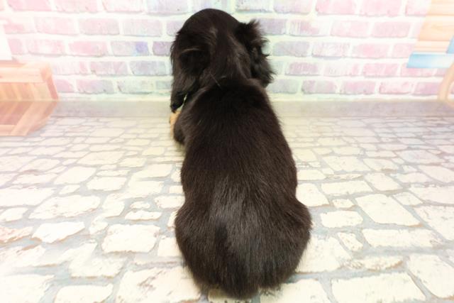 神奈川県のカニンヘンダックスフンド(ロング) (Coo&RIKU相模原店/2025年9月29日生まれ/男の子/ブラックタン)の子犬の4枚目の画像