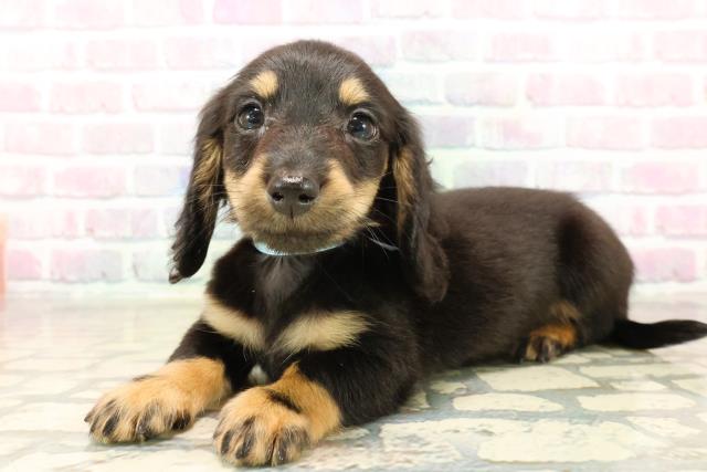 東京都のカニンヘンダックスフンド(ロング) (Coo&RIKU吉祥寺店/2025年9月29日生まれ/男の子/ブラックタン)の子犬の2枚目の画像