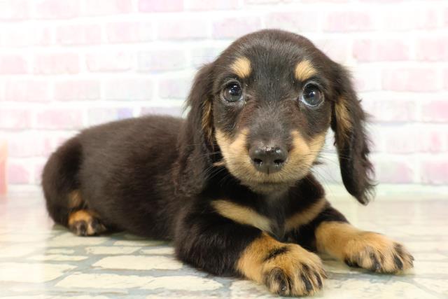 東京都のカニンヘンダックスフンド(ロング) (Coo&RIKU吉祥寺店/2025年9月29日生まれ/男の子/ブラックタン)の子犬の3枚目の画像