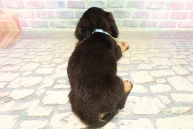 東京都のカニンヘンダックスフンド(ロング) (Coo&RIKU吉祥寺店/2025年9月29日生まれ/男の子/ブラックタン)の子犬の4枚目の画像